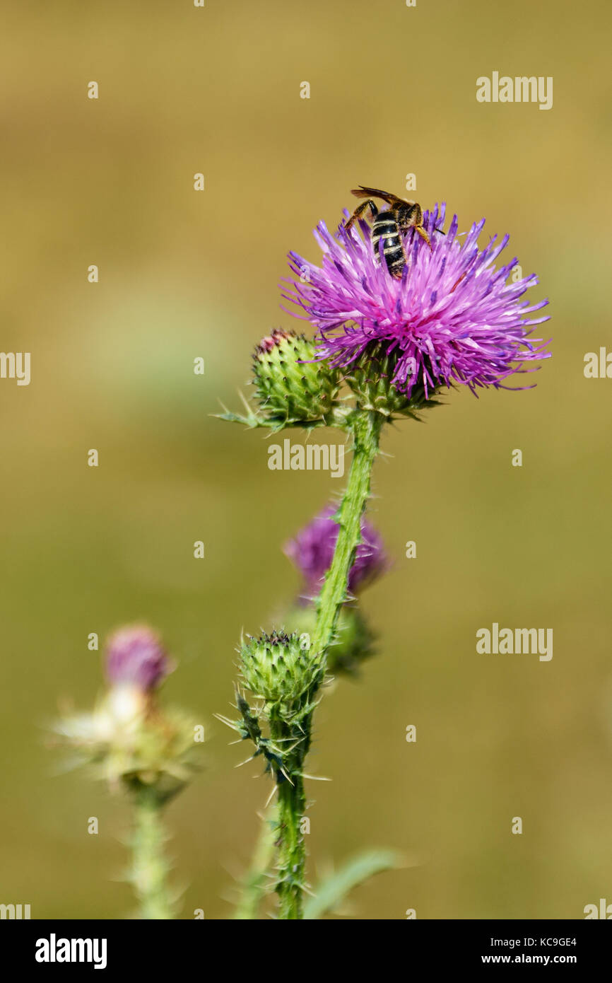 Close-up de l'abeille Apis mellifera ou venant butiner chardon pourpre en été Banque D'Images