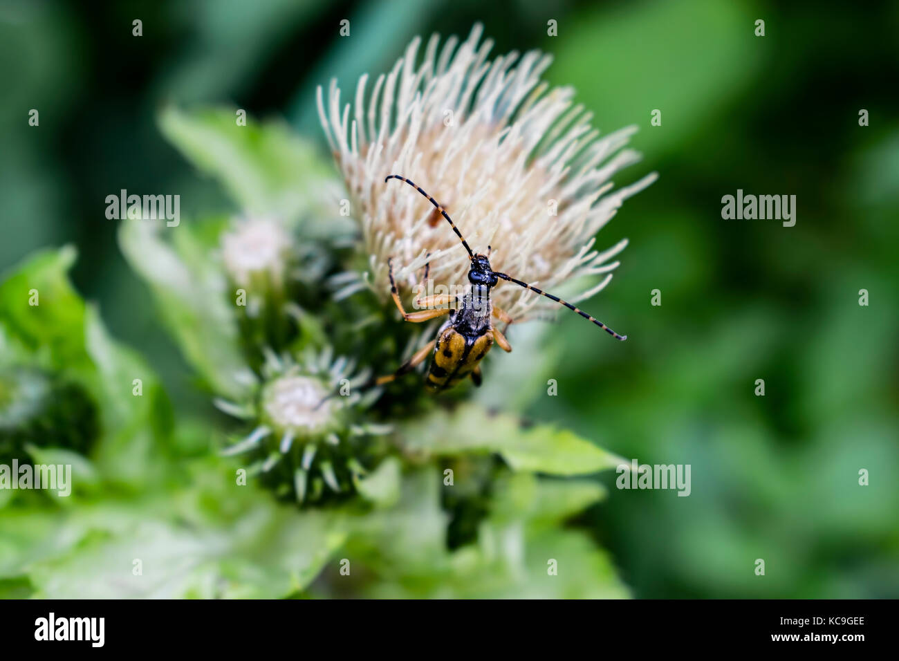 Close-up de longicorne noir et jaune ou rutpela maculata manger sur pollen chardon blanc Banque D'Images