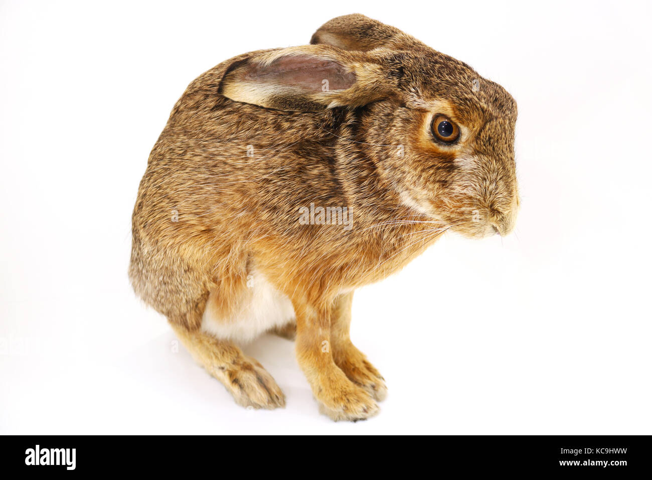 Lapin farci isolé de lapin lièvre taxidermie assis devant un fond blanc Banque D'Images