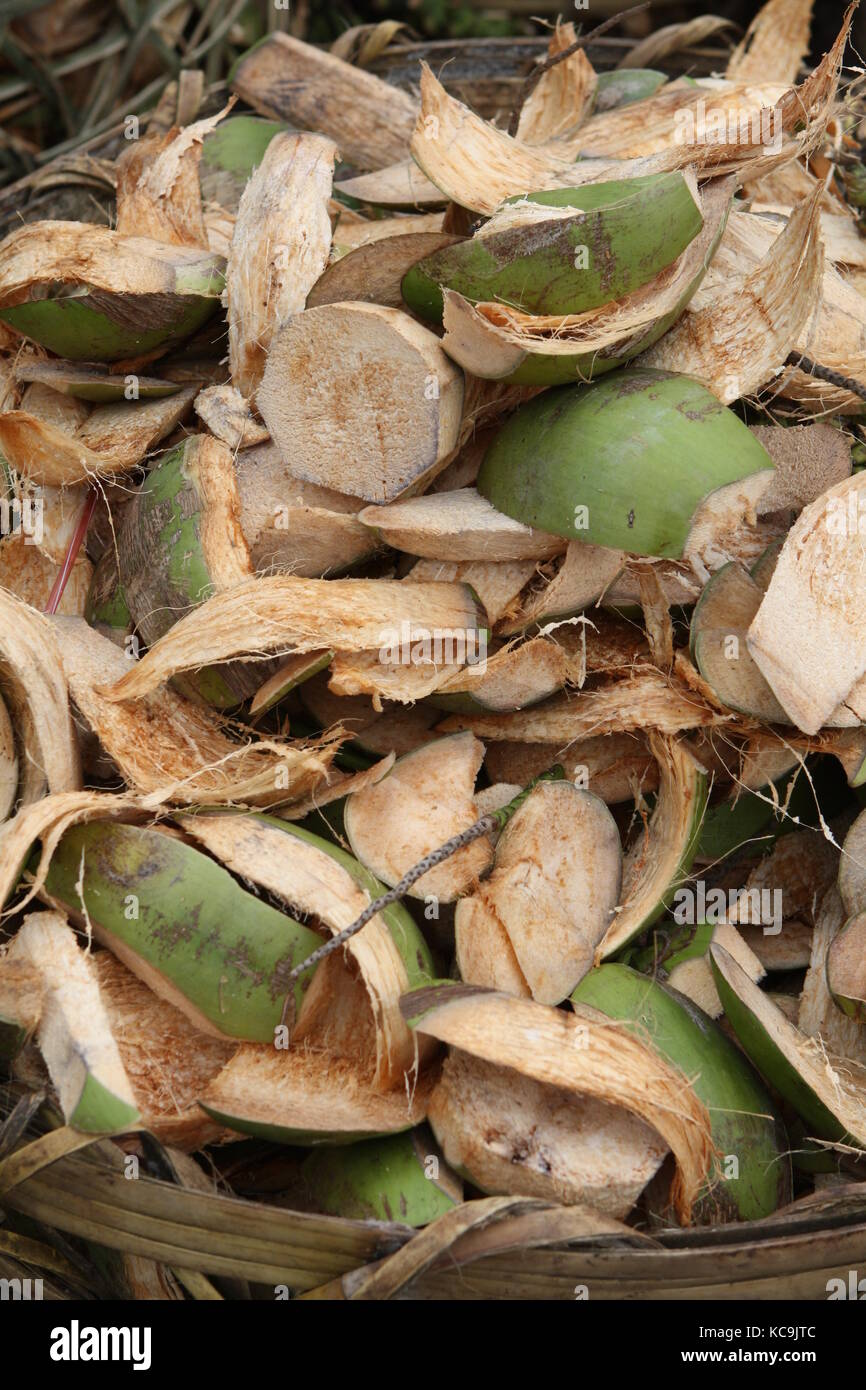 Schalen von grüner Kokosnuss - coconut Banque D'Images