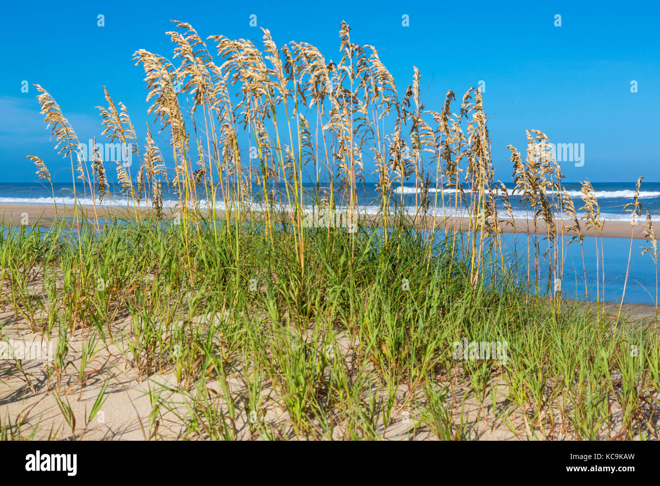 Avon, Outer Banks, Caroline du Nord, USA. Sea Oats (Uniola paniculata), un stabilisateur de dunes. Banque D'Images