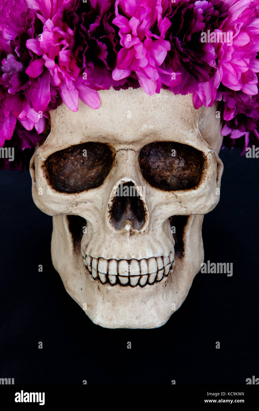 Crâne avec une guirlande de fleurs rose isolé sur un fond noir Banque D'Images