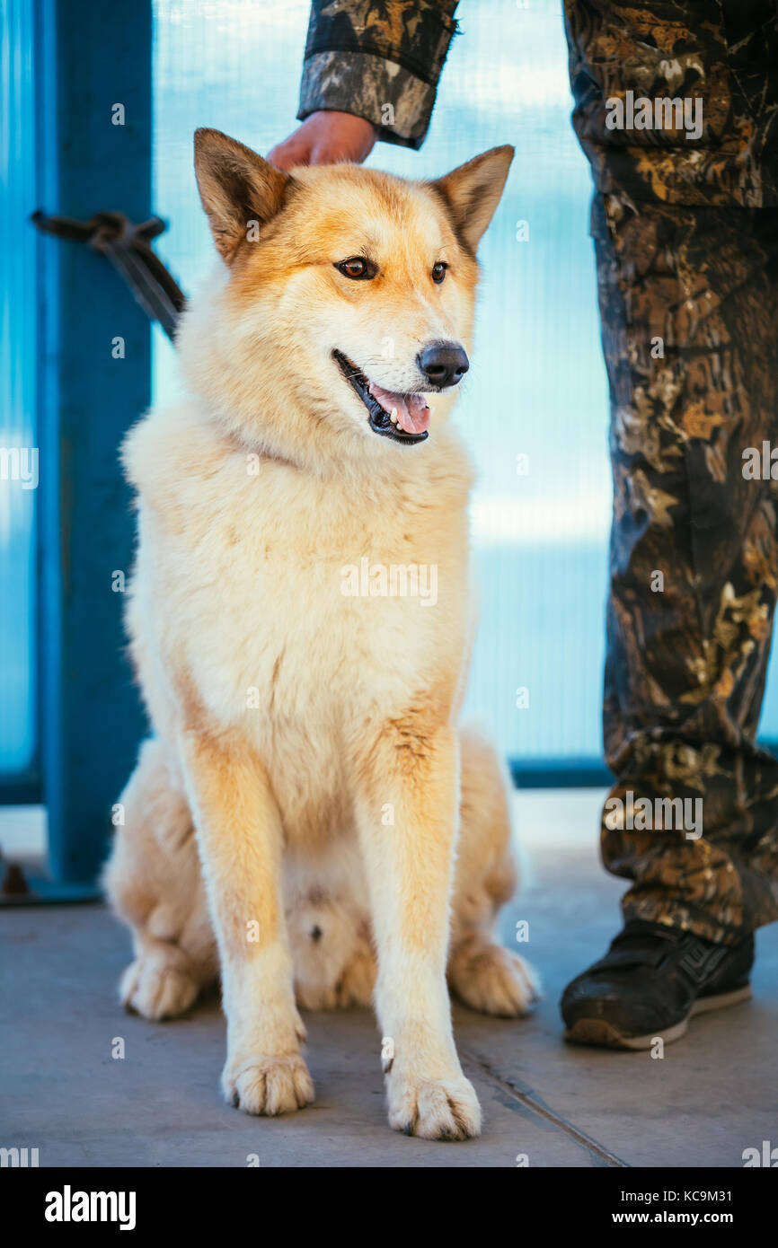 Laika de Sibérie occidentale est une race de chien de chasse. Banque D'Images