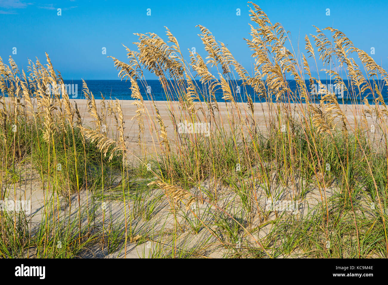 Avon, Outer Banks, Caroline du Nord, USA. Sea Oats (Uniola paniculata), un stabilisateur de dunes. Banque D'Images