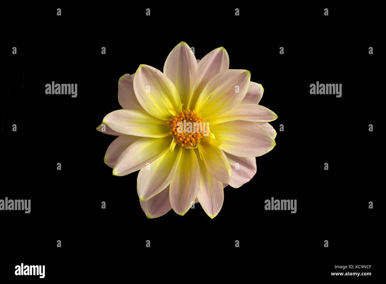 Fleur dahlia rose et jaune isolé sur fond noir. macro. symbole de l'élégance,la dignité et la fidélité. Banque D'Images