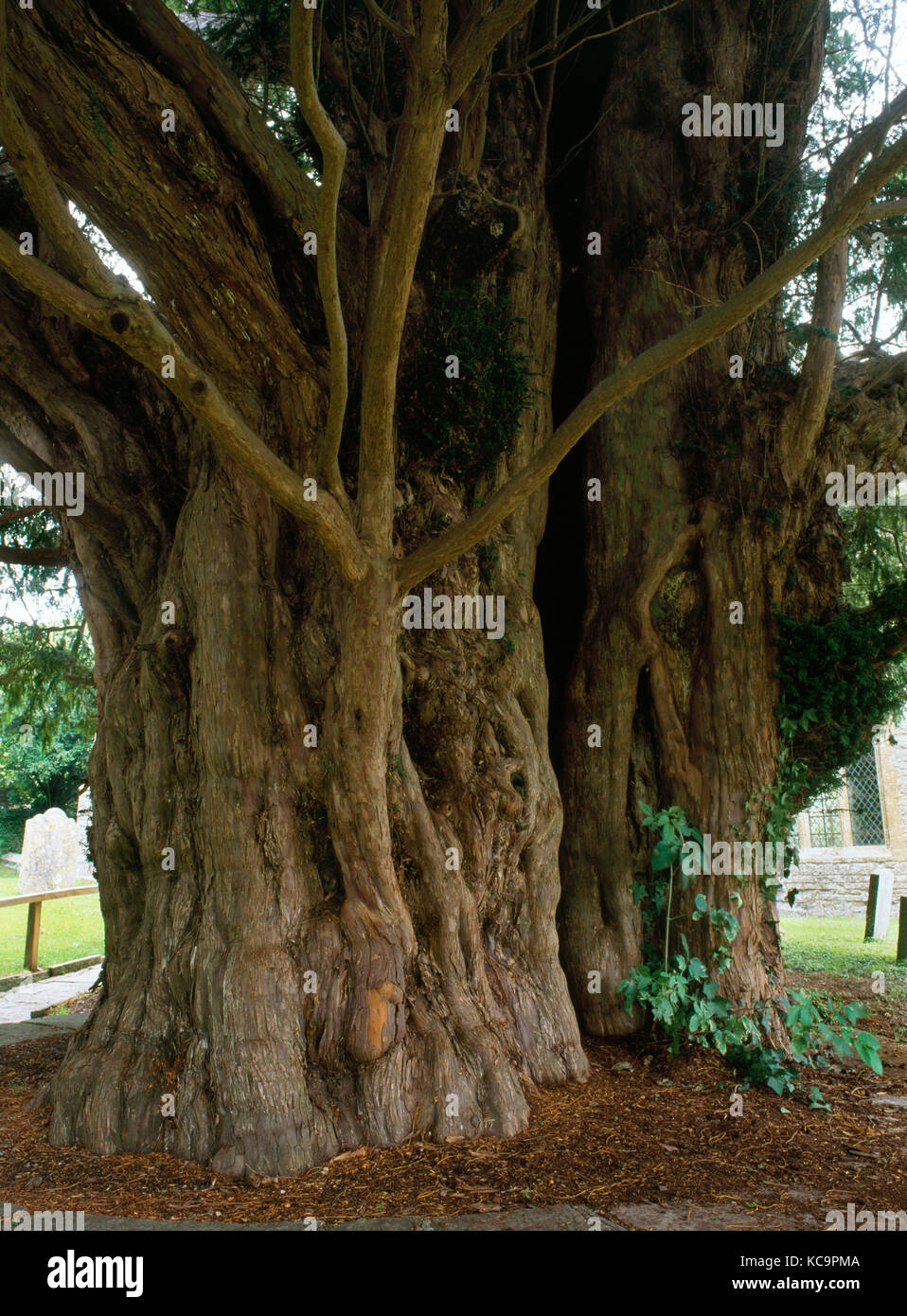 Cimetière de l'ancien arbre d'if, Compton Dundon, Somerset, Angleterre. Estimée à 1700 ans, avec une circonférence de 23ft. Creuse maintenant. Banque D'Images