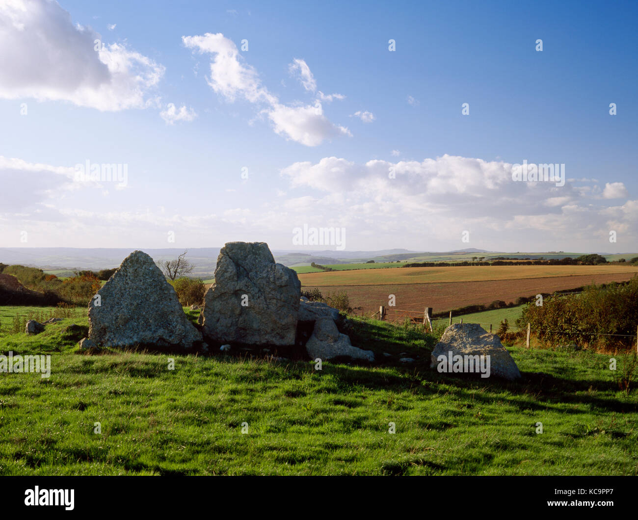 Jument grise et son poulain néolithique Long Barrow, Kingston Russel, Dorset, Angleterre. À l'ouest, à la façade, de la chambre des pierres et des vestiges de cairn. Banque D'Images