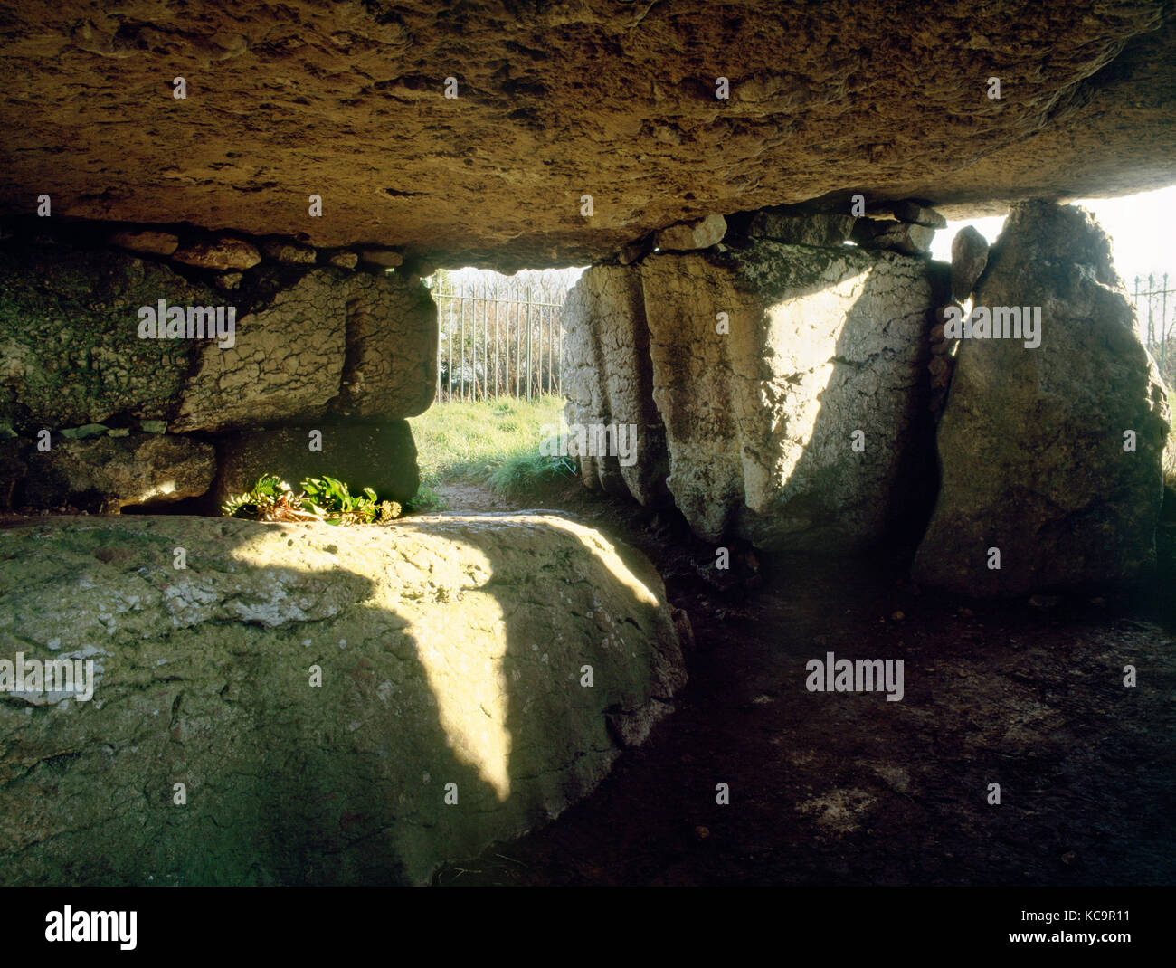 Intérieur de la chambre funéraire néolithique Lligwy de calcaire massif avec ses capstone. Païen moderne offrant des feuilles entrelacées sur dalle près de l'entrée. Banque D'Images