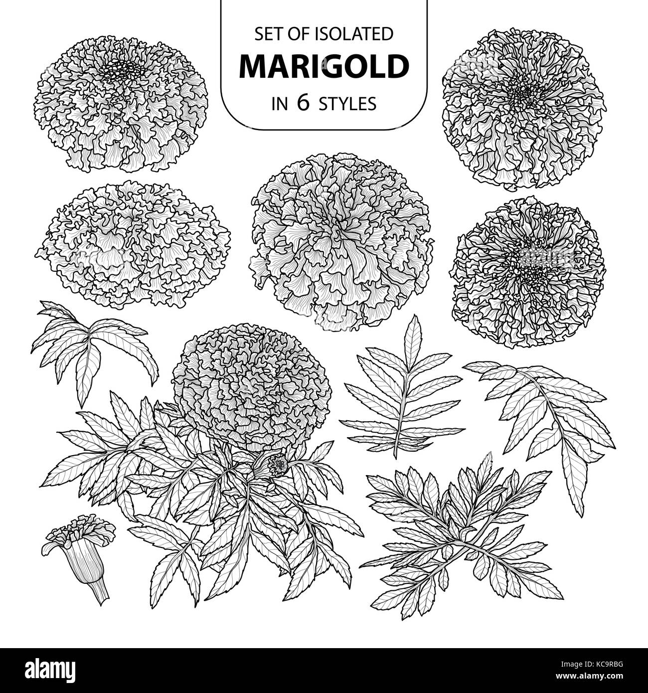 Ensemble de marigold isolés dans 6 styles. cute hand drawn vector illustration en contour noir et blanc avion sur fond blanc. Illustration de Vecteur
