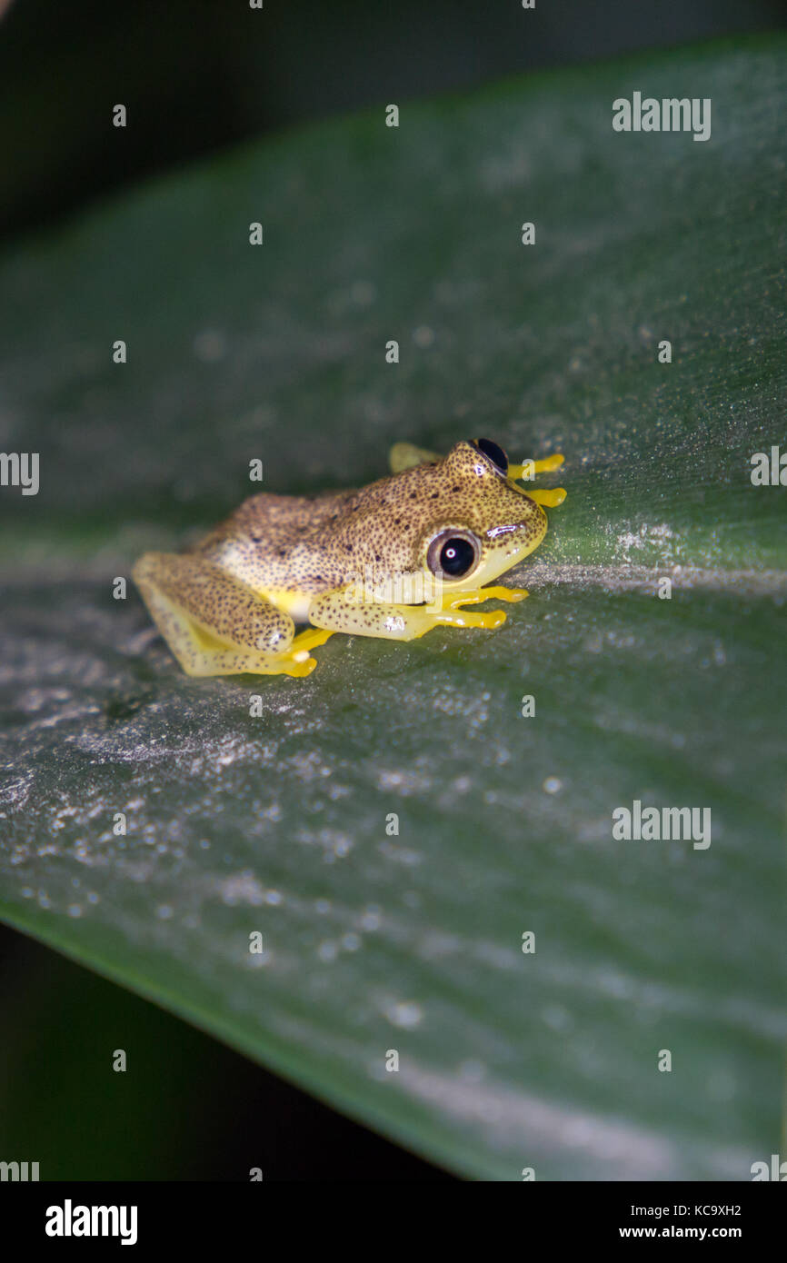 Repéré Madagascar Reed Grenouille sur feuille de pandanus la nuit, Madagascar, 2017 Banque D'Images