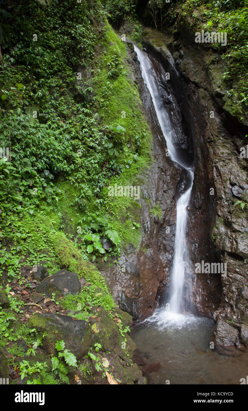 En cascade des ponts suspendus Mistico Park Costa Rica Banque D'Images