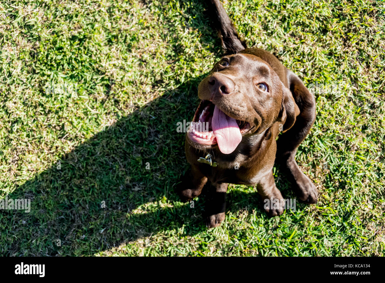 Chiot labrador chocolat d'attendre pour jouer Banque D'Images