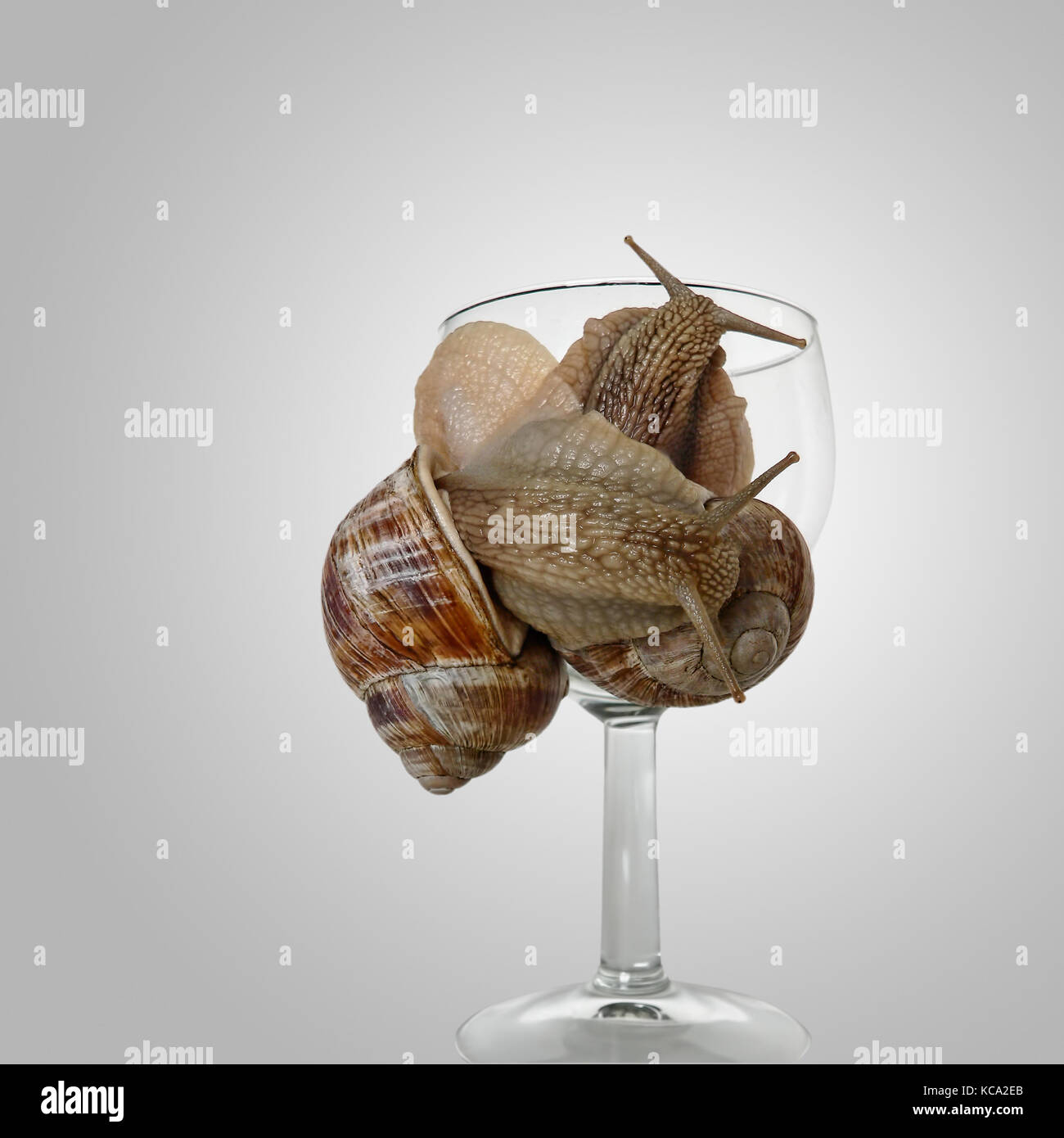 Deux escargots de vigne à un verre de vin. Banque D'Images