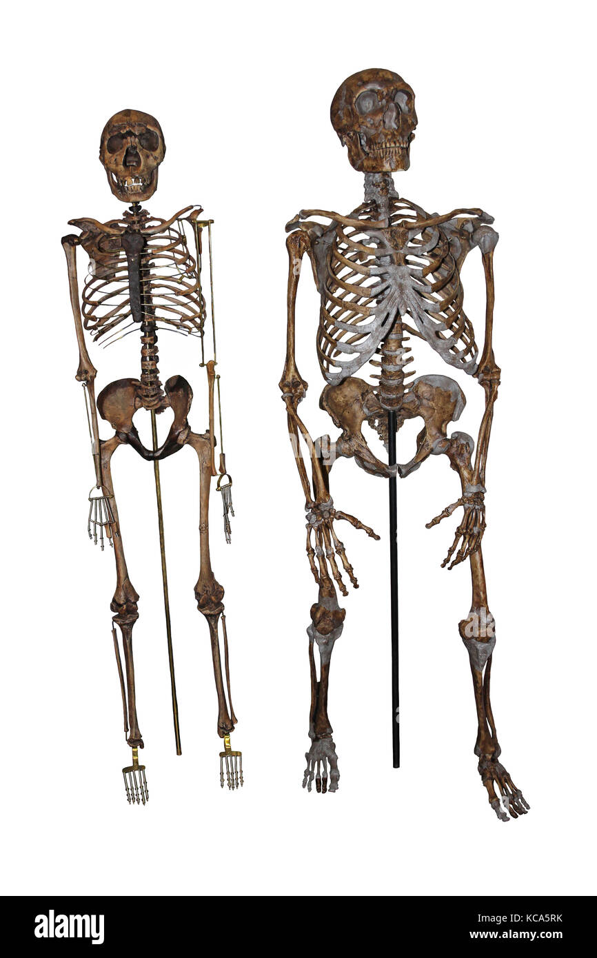 Nariokotome Boy vs squelette de Neandertal Banque D'Images