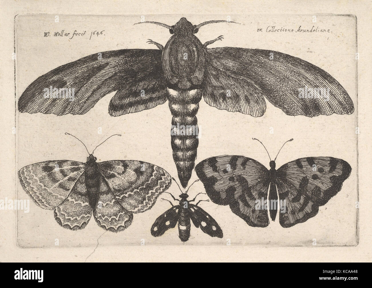 Moth et trois papillons, Wenceslaus Hollar, 1646 Banque D'Images