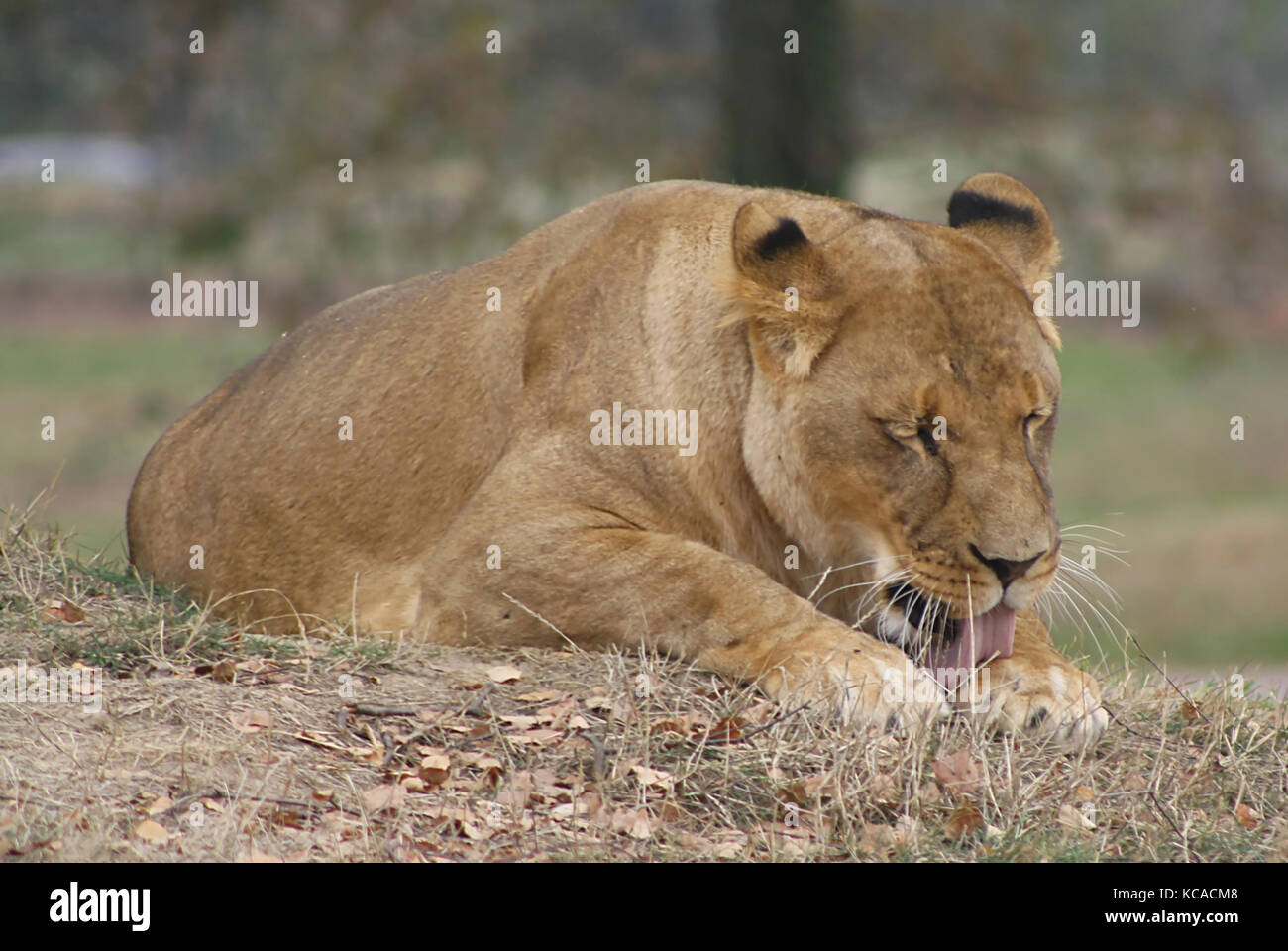 Leonessa (Panthera leo) (1) Banque D'Images
