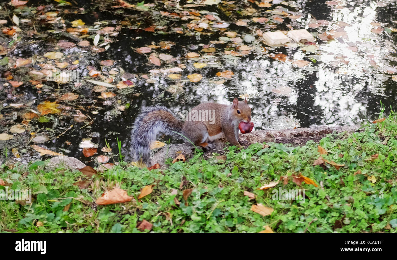 Oxford, UK. 3ème oct 2017. un écureuil gris s'enfuit avec un conker dans sa bouche pendant l'automne chaud météo à Oxford aujourd'hui crédit : Simon dack/Alamy live news Banque D'Images