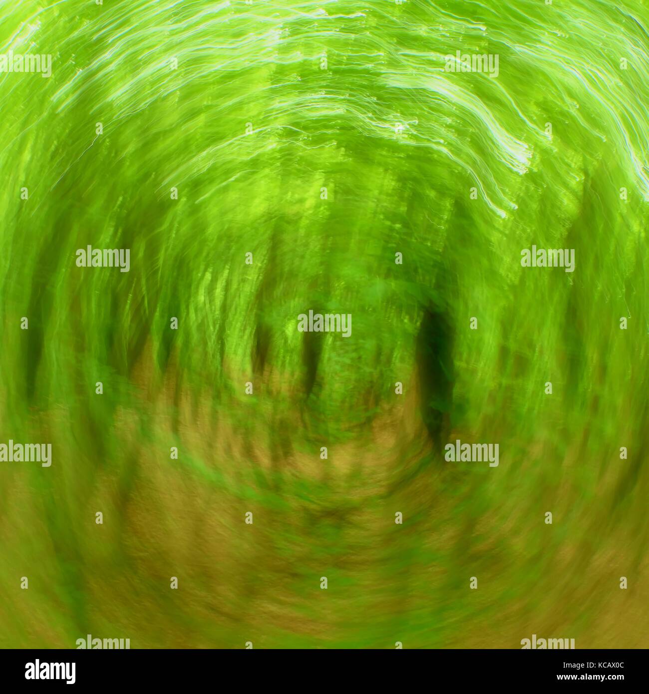 Forêt de flou artistique en arrière-plan du cercle. floue et de couleurs vert frais ciblées en forêt, feuilles d'oranger sur chemin. effet flou hypnotique. Banque D'Images