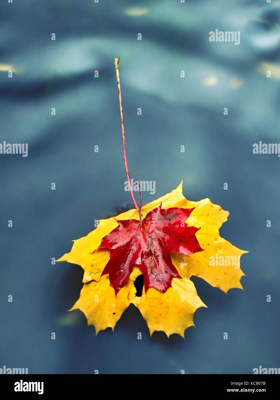 Jaune Orange Rouge automne feuilles d'érable sur l'eau, de feuilles séchées tombées dans l'eau froide Banque D'Images