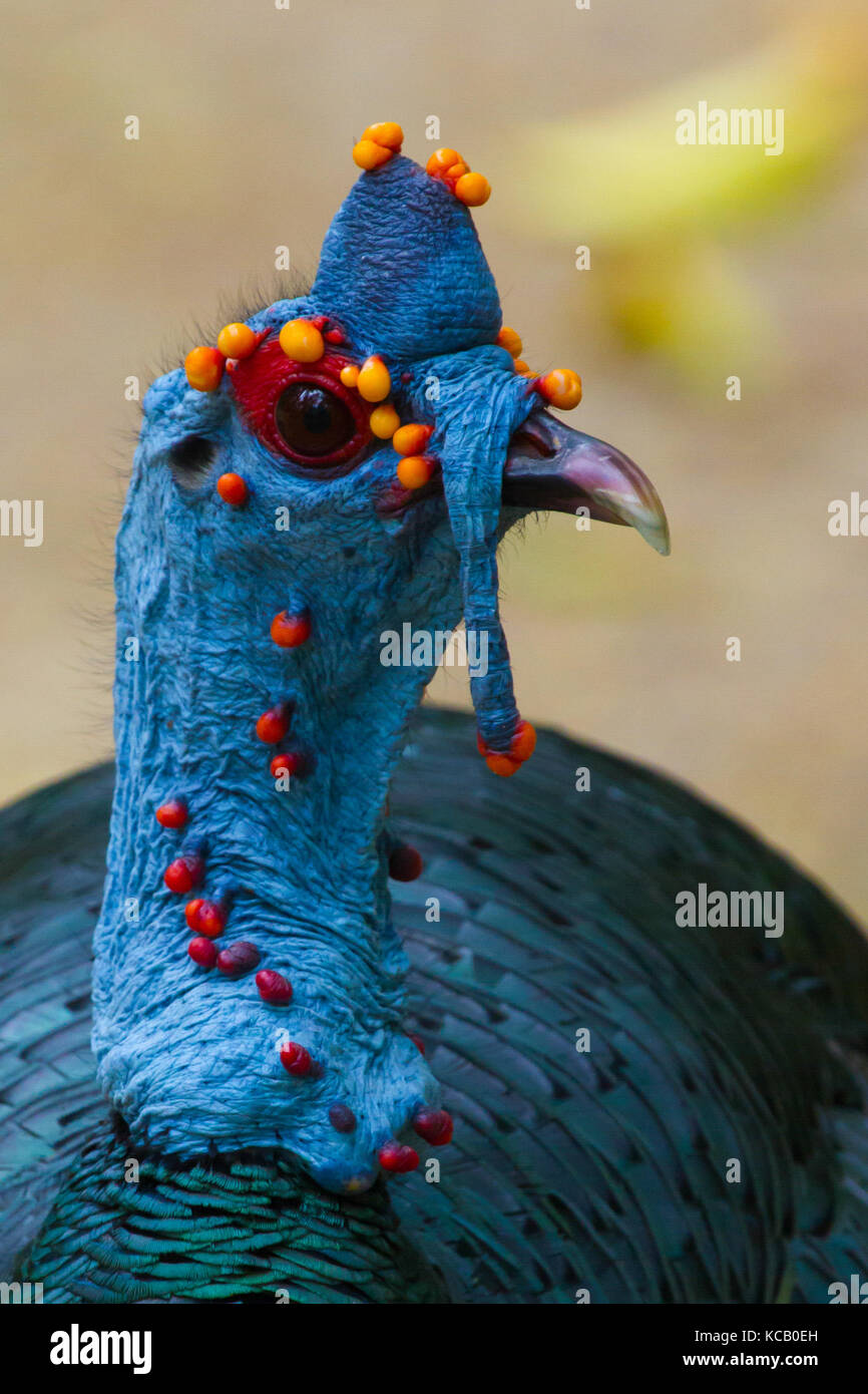 Profil de Ocellated Turkay, parc national de Tikal, Guatemala, 2017 Banque D'Images