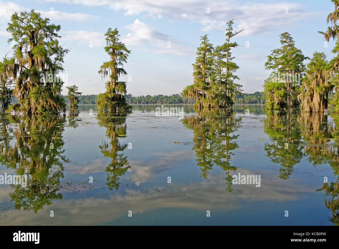 Dans les bayous de Louisiane Banque D'Images