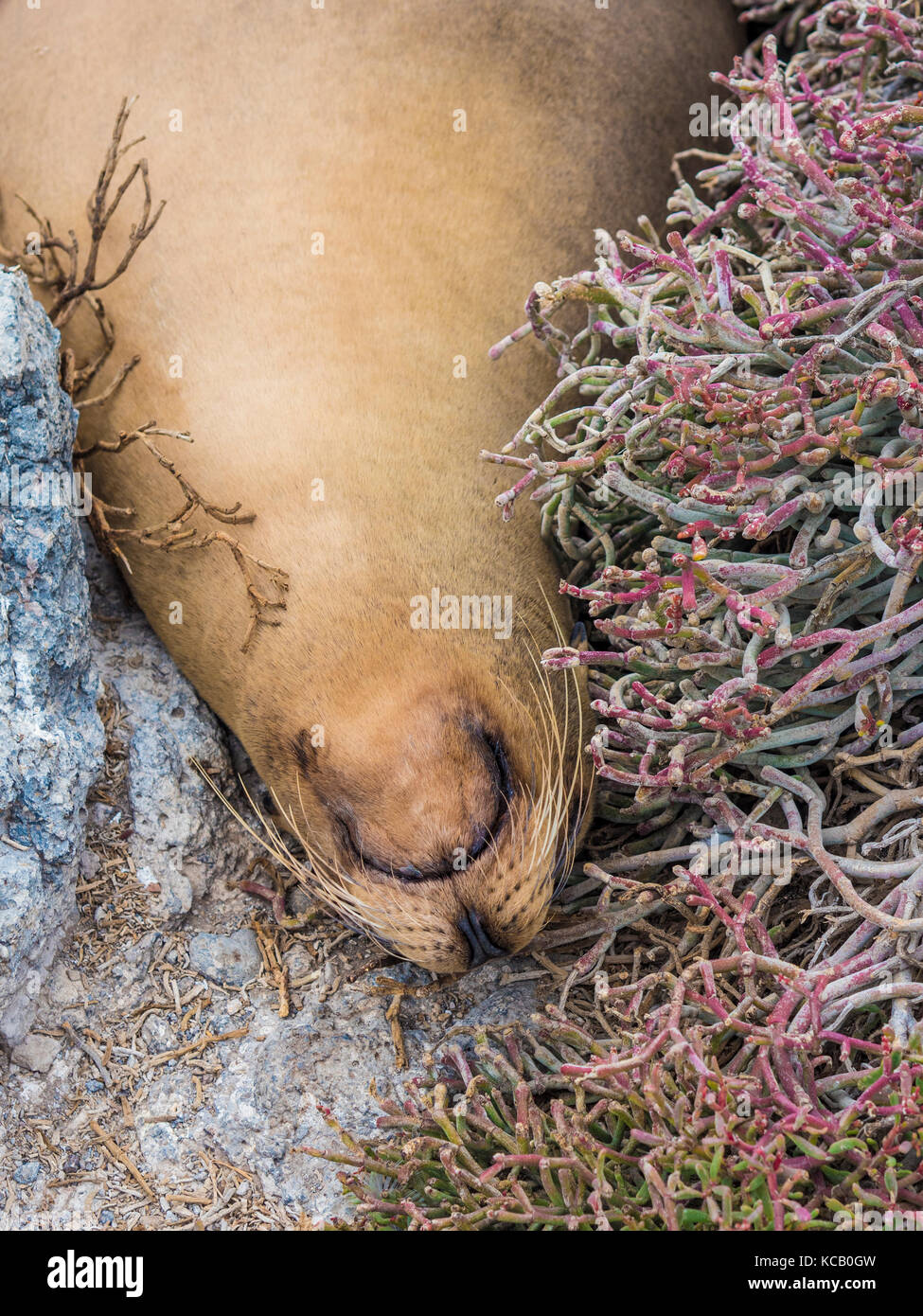 Le soleil lui-même les joints sur south plaza - Galapagos, Equateur Banque D'Images