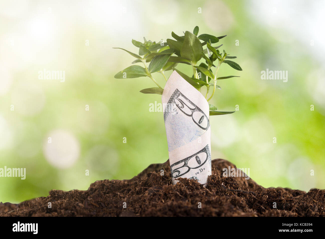 Les gaulis enveloppé dans du sol de plus en plus d'un dollar Banque D'Images