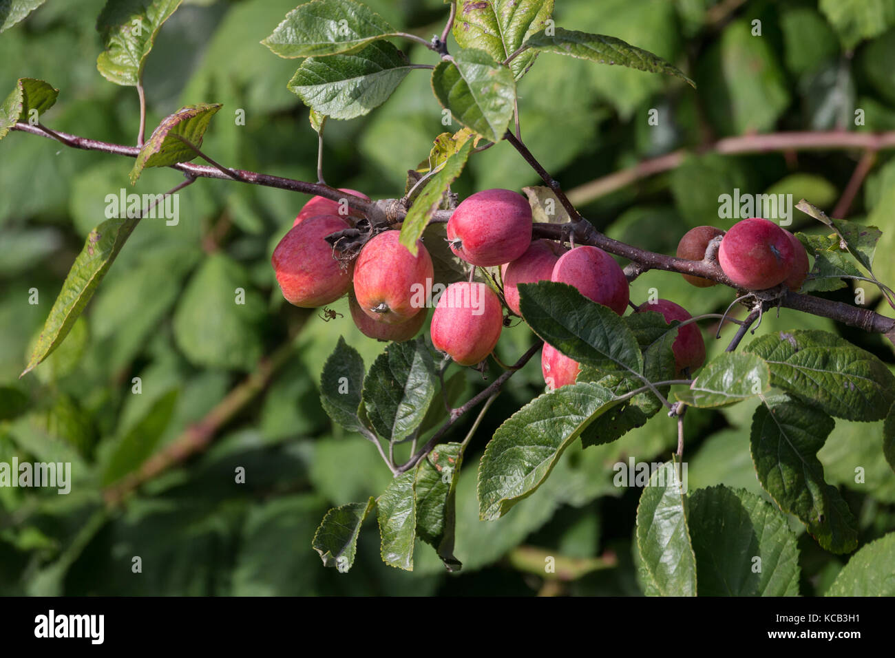 Les pommettes rouge arbre à delta bc canada 2017 sep. Banque D'Images