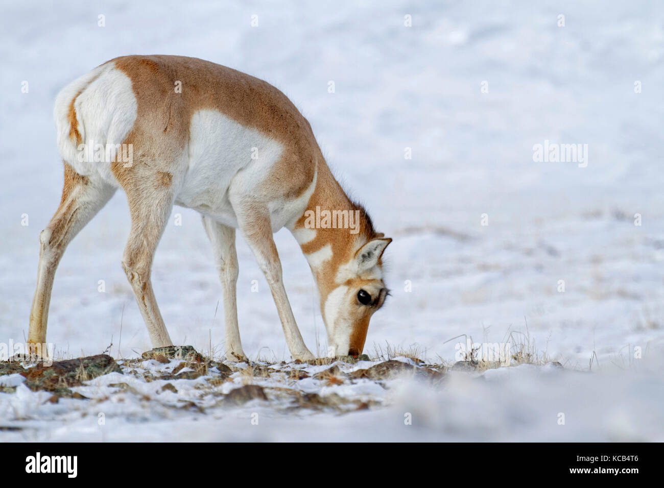 Pronghorn dans la neige, parc national de Yellowstone Banque D'Images