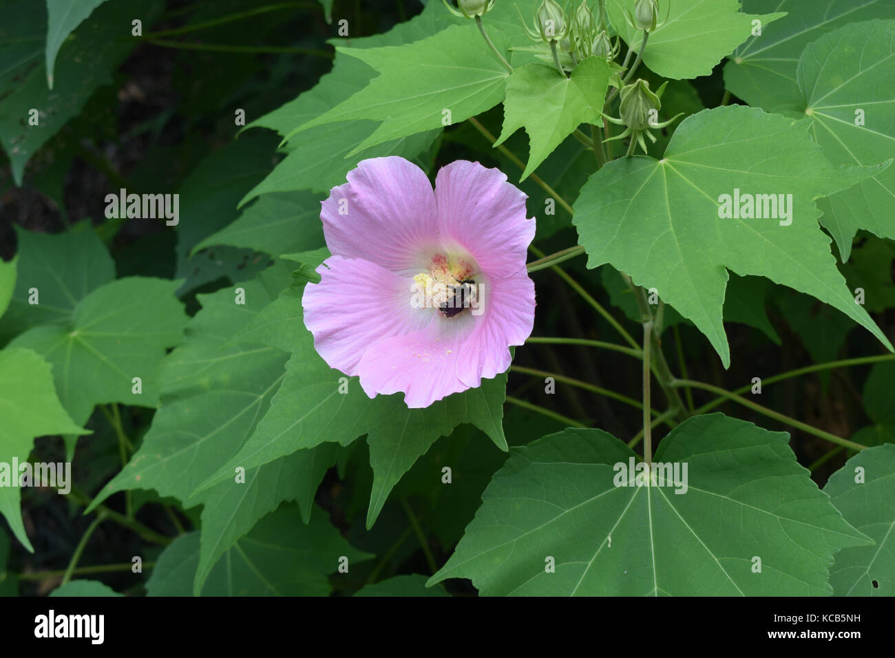Fleur rose avec à l'intérieur de Bumble bee gathering nectar et pollinisent les plantes. Banque D'Images
