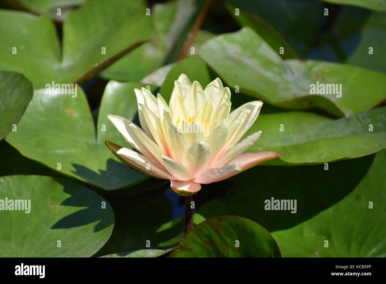 Rose jaune fleur de lotus Banque D'Images