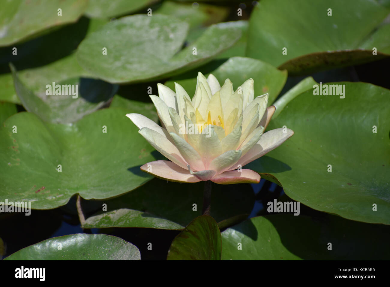 Rose jaune fleur de lotus Banque D'Images