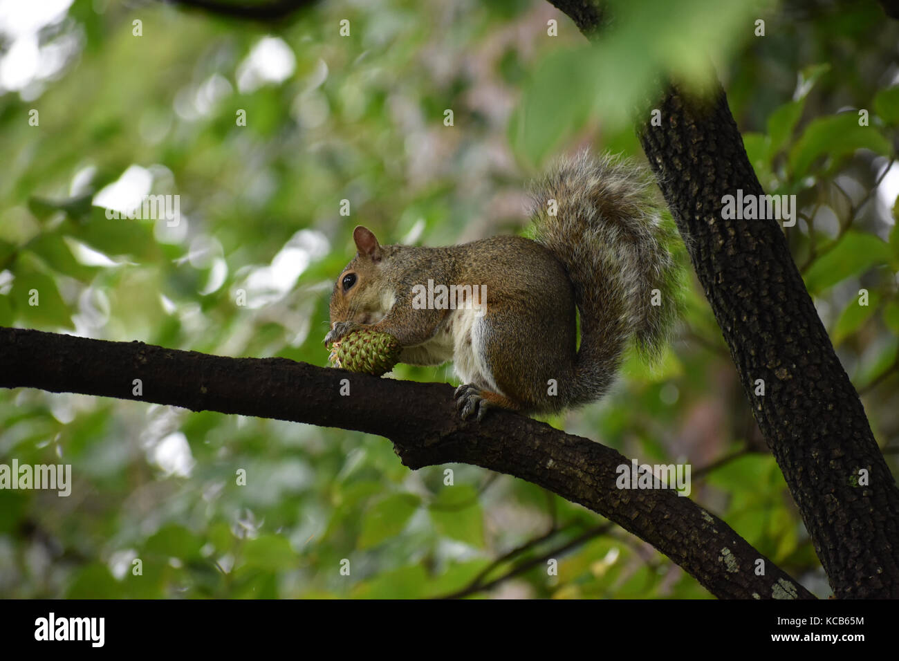 L'écureuil gris de manger une pomme de pin. Banque D'Images
