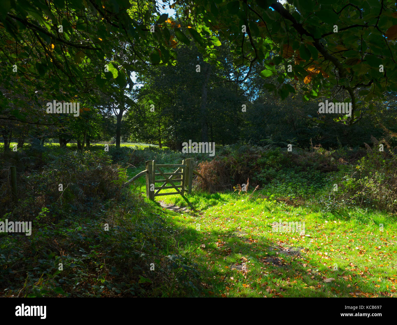 Passerelle et chemin à travers Beeches Felbrigg Great Wood Norfolk Royaume-Uni Début octobre Banque D'Images