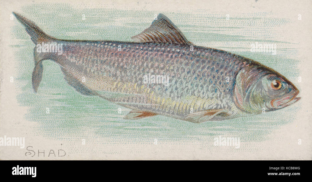 Shad, du poisson des eaux américaines série (N8) pour les marques de cigarettes Allen & Ginter, 1889 Banque D'Images