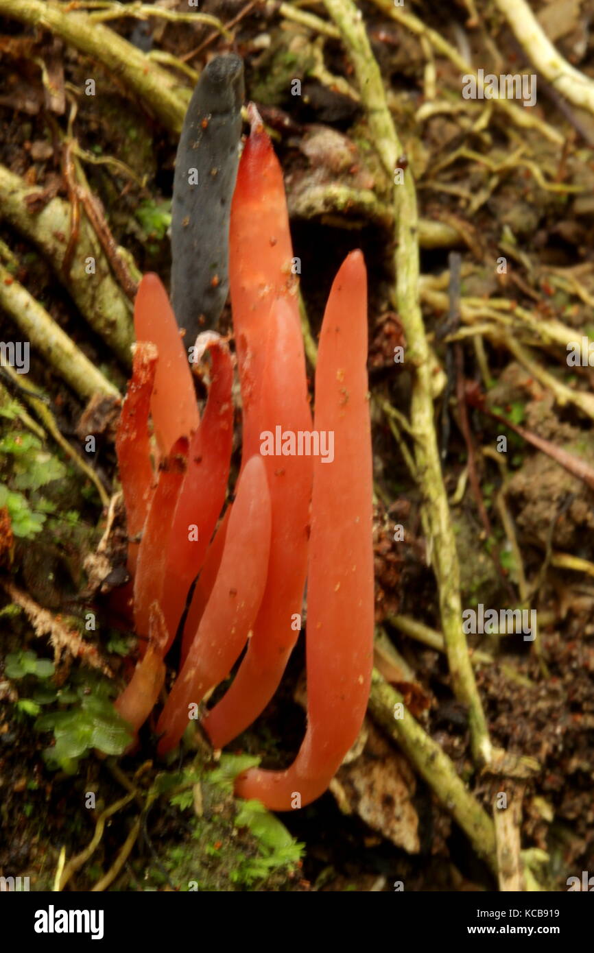 Nouvelle-zélande champignons bush Banque D'Images