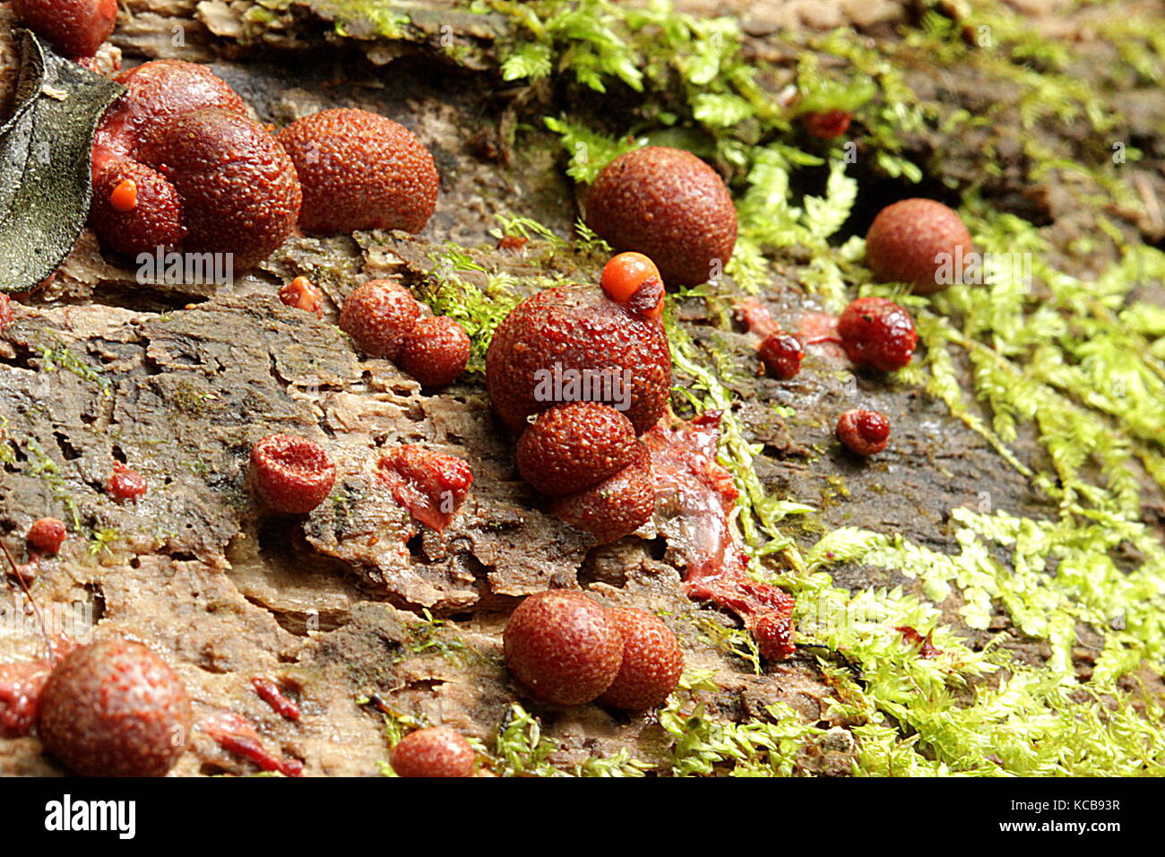 Nouvelle-zélande champignons bush Banque D'Images