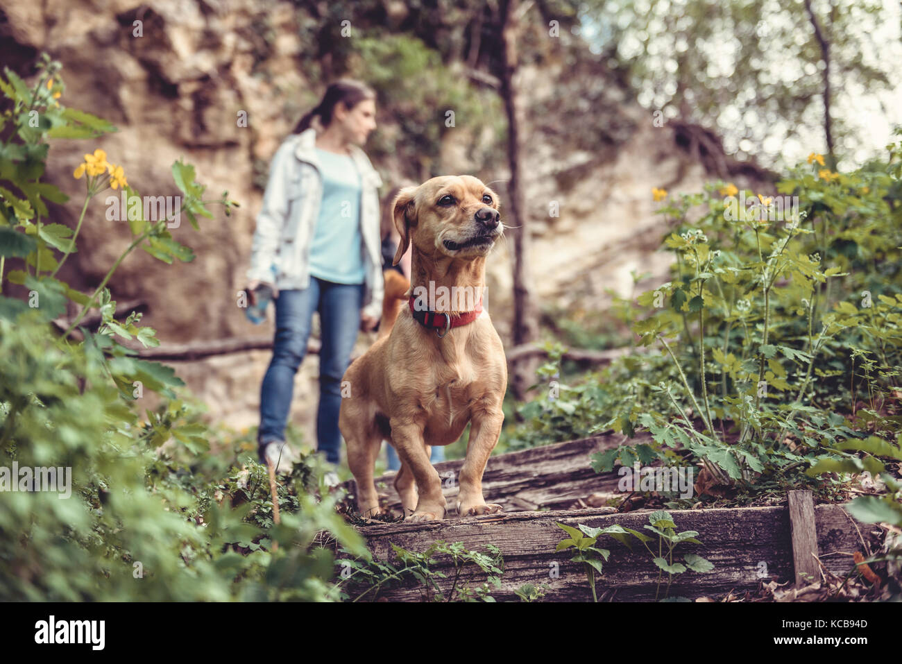 Petit chien jaune sur un sentier forestier avec un peuple marche dans l'arrière-plan Banque D'Images Petit chien jaune sur un sentier forestier avec un peuple marche dans l'arrière-plan Banque D'Images