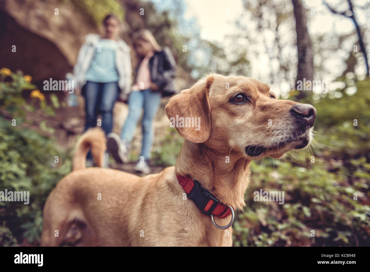 Petit chien jaune sur un sentier forestier avec un peuple marche dans l'arrière-plan Banque D'Images Petit chien jaune sur un sentier forestier avec un peuple marche dans l'arrière-plan Banque D'Images