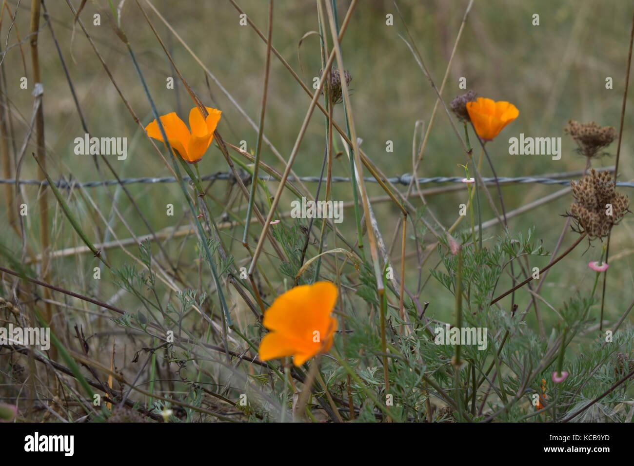 Coquelicots de Californie Banque D'Images