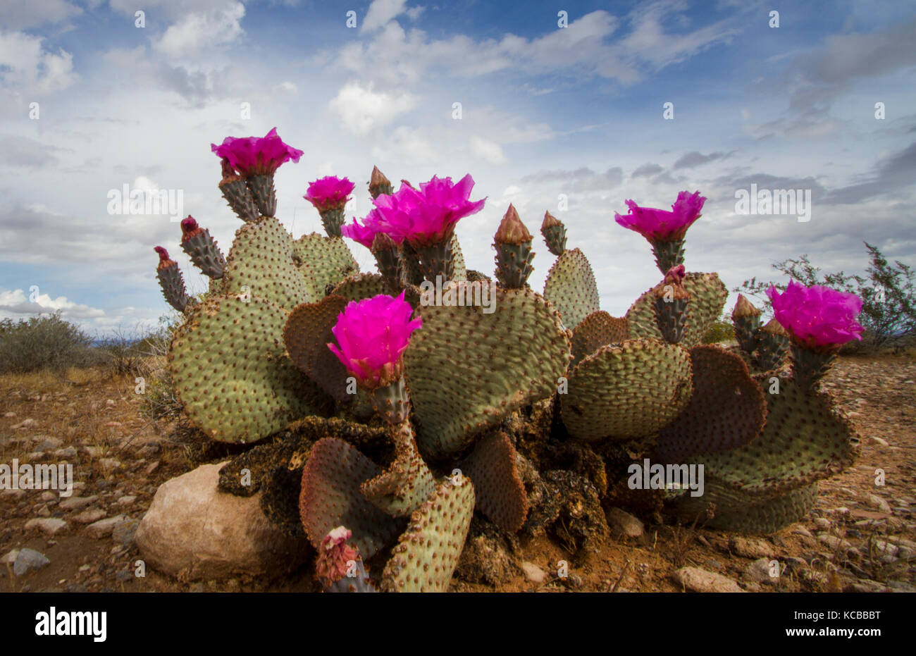 Floraison de fleurs rose sur cactus du désert au Red Rock Canyon Las Vegas Nevada Banque D'Images
