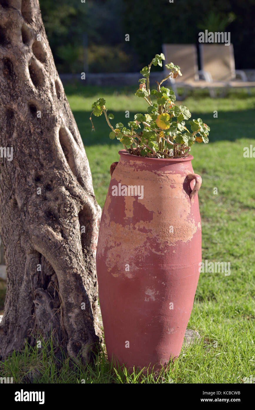 Une urne grecque en terre cuite avec des fleurs ou plantes dans elle à côté d'un vieil olivier dans un jardin sur l'île de Corfou greel. Banque D'Images