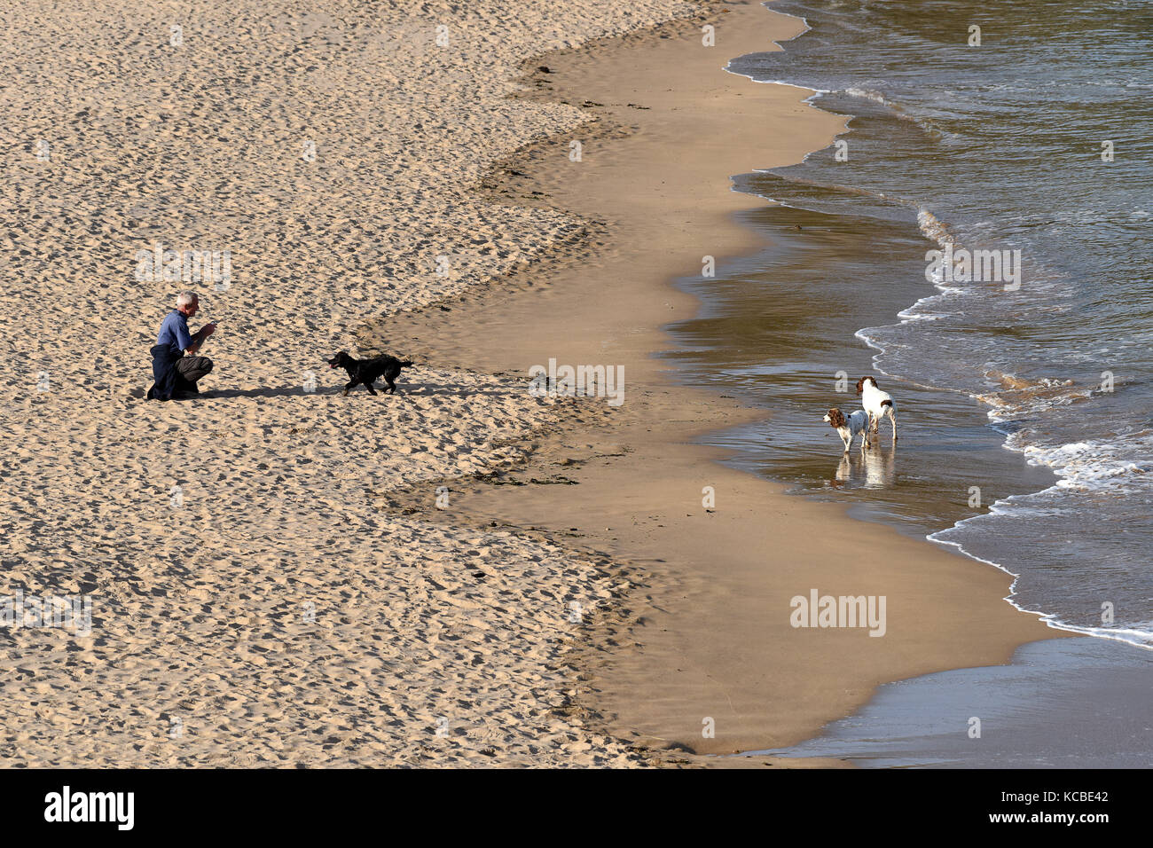 L'homme avec les chiens sur la plage à Barafundle Bay dans la région de Pembrokeshire, pays de l'ouest du pays de Galles, Royaume-Uni Banque D'Images
