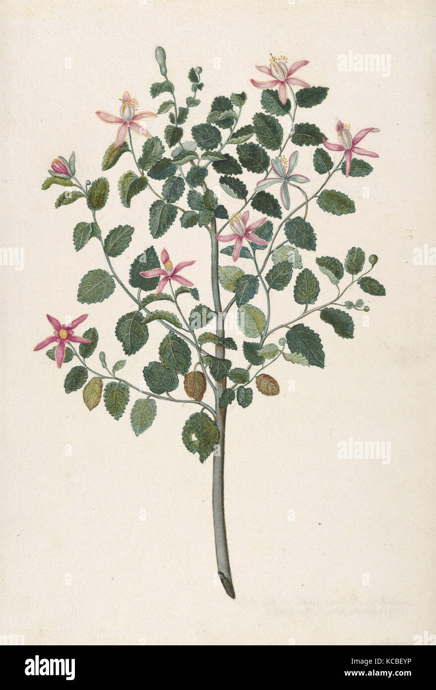 Étude d'une plante à fleurs rayées Bleu-vert (Sebastiana africana purpurea), Maria, 1695 Monninckx Banque D'Images