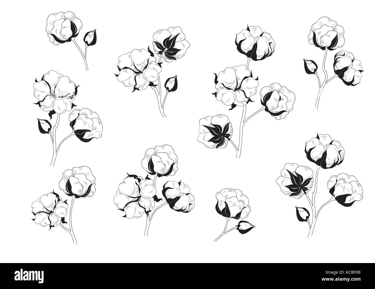 Fleur de coton set. matériau naturel collection floral. hand drawn signer  avec fleur de coton Image Vectorielle Stock - Alamy