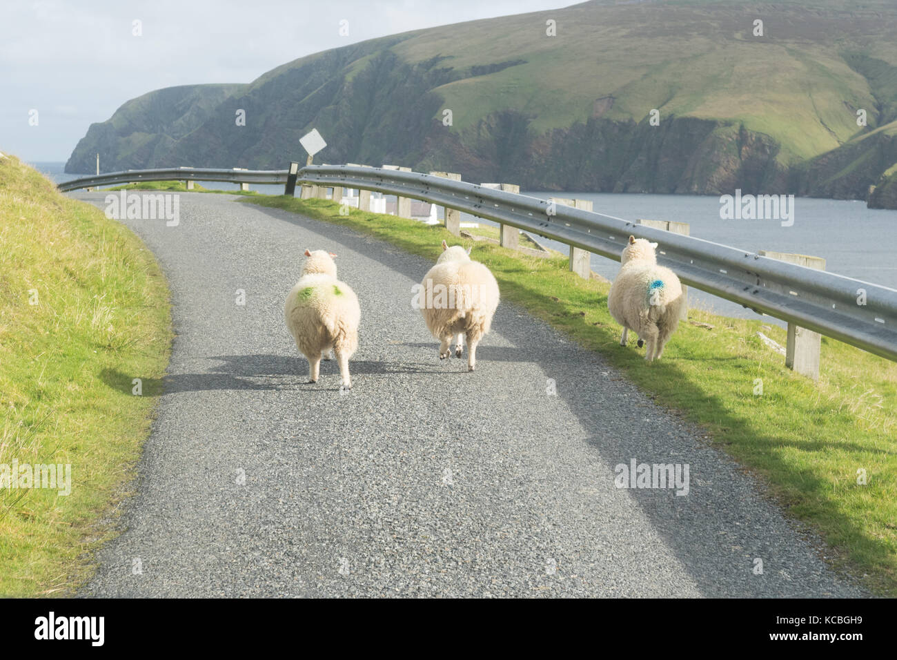 Trois moutons en train de courir le long de la route à Unst, Shetland Islands, Écosse, Royaume-Uni Banque D'Images