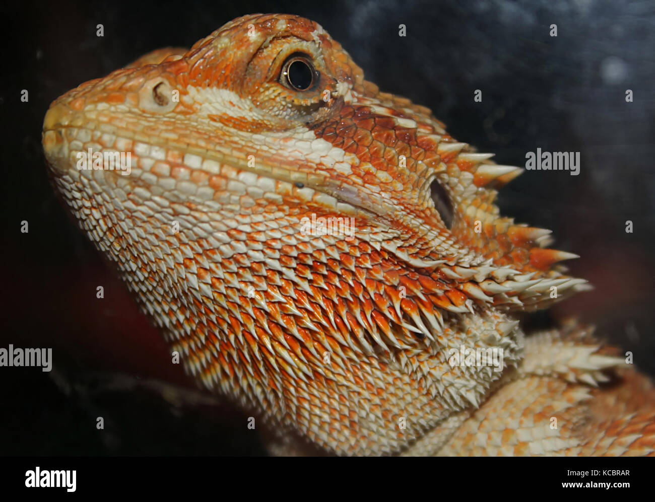 Bearded dragon (Pogona vitticeps) Banque D'Images