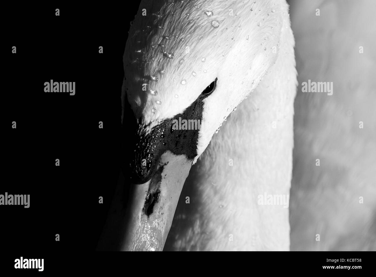 Un gros plan d'un cygne Muet dans le soleil du soir, England, UK. Banque D'Images