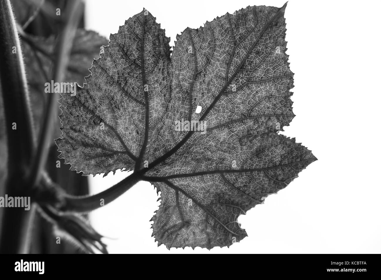 Texture des feuilles en noir et blanc Banque D'Images