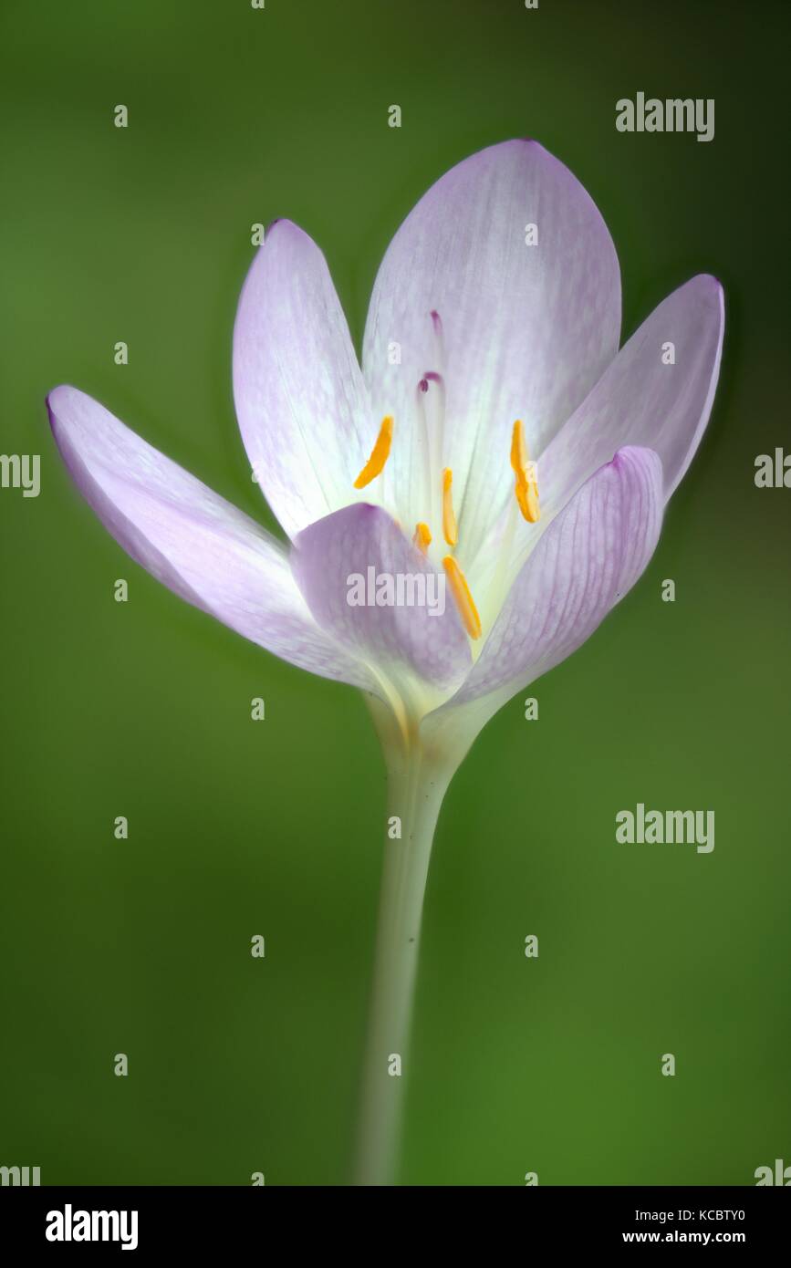 Saffrons Colchicum autumnale (prairie), de l'Ems, Basse-Saxe, Allemagne Banque D'Images